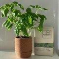 Cork 
Grow Kit