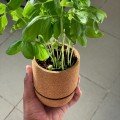 Cork 
Grow Kit