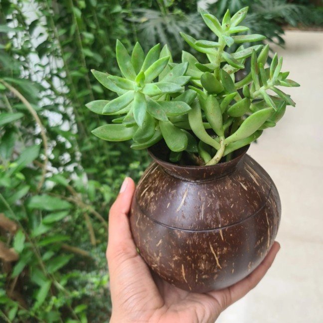 Pot Shaped Coconut 
Shell Indoor Planter